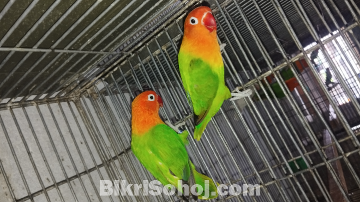 লাভ বার্ড
